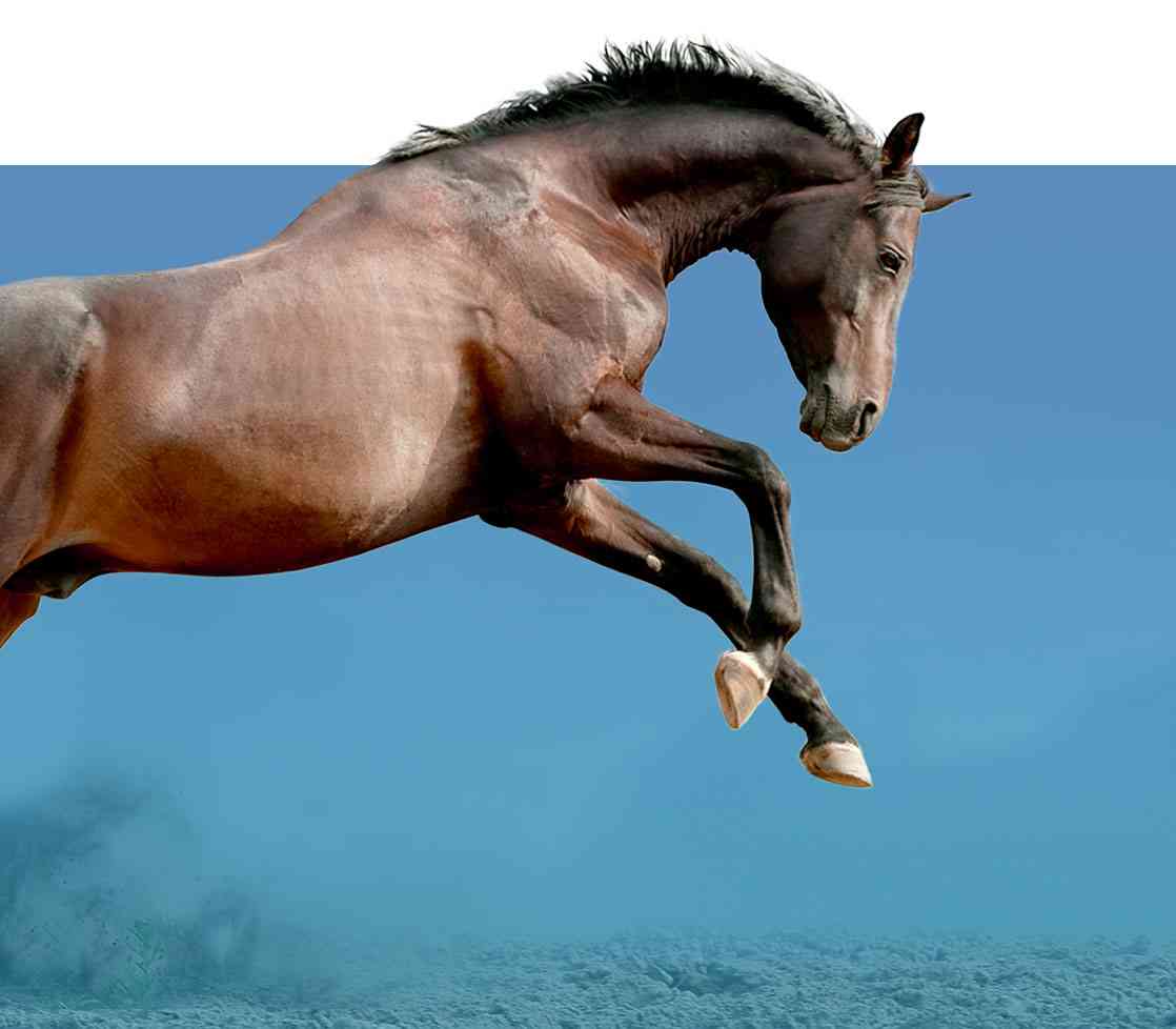 Bild: Springendes Pferd